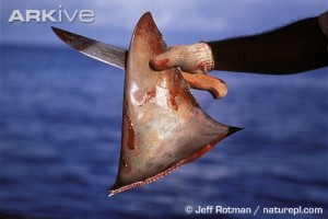 medium-Fisherman-holding-dorsal-fin-cut-from-scalloped-hammerhead